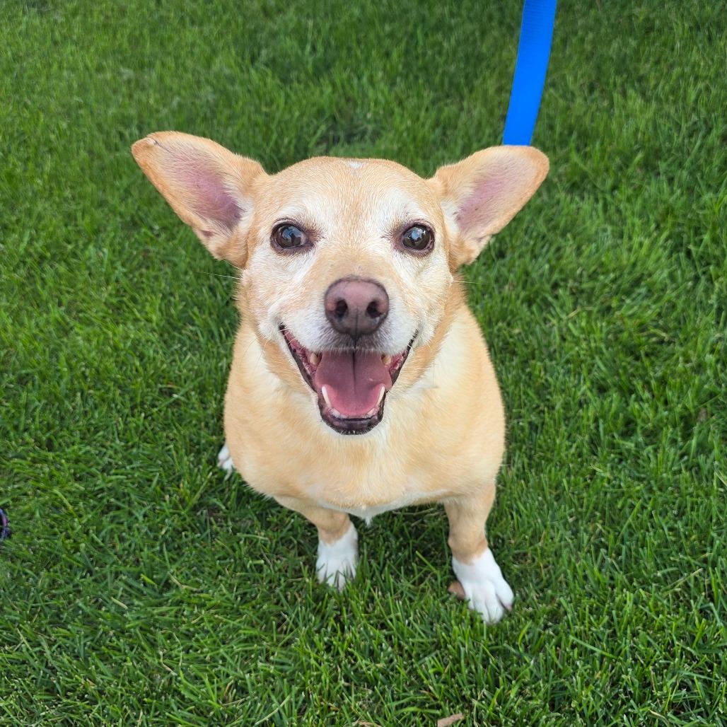 Enlarge Queso, a Adoptable mixed breed in Great Falls, MT image 5/5