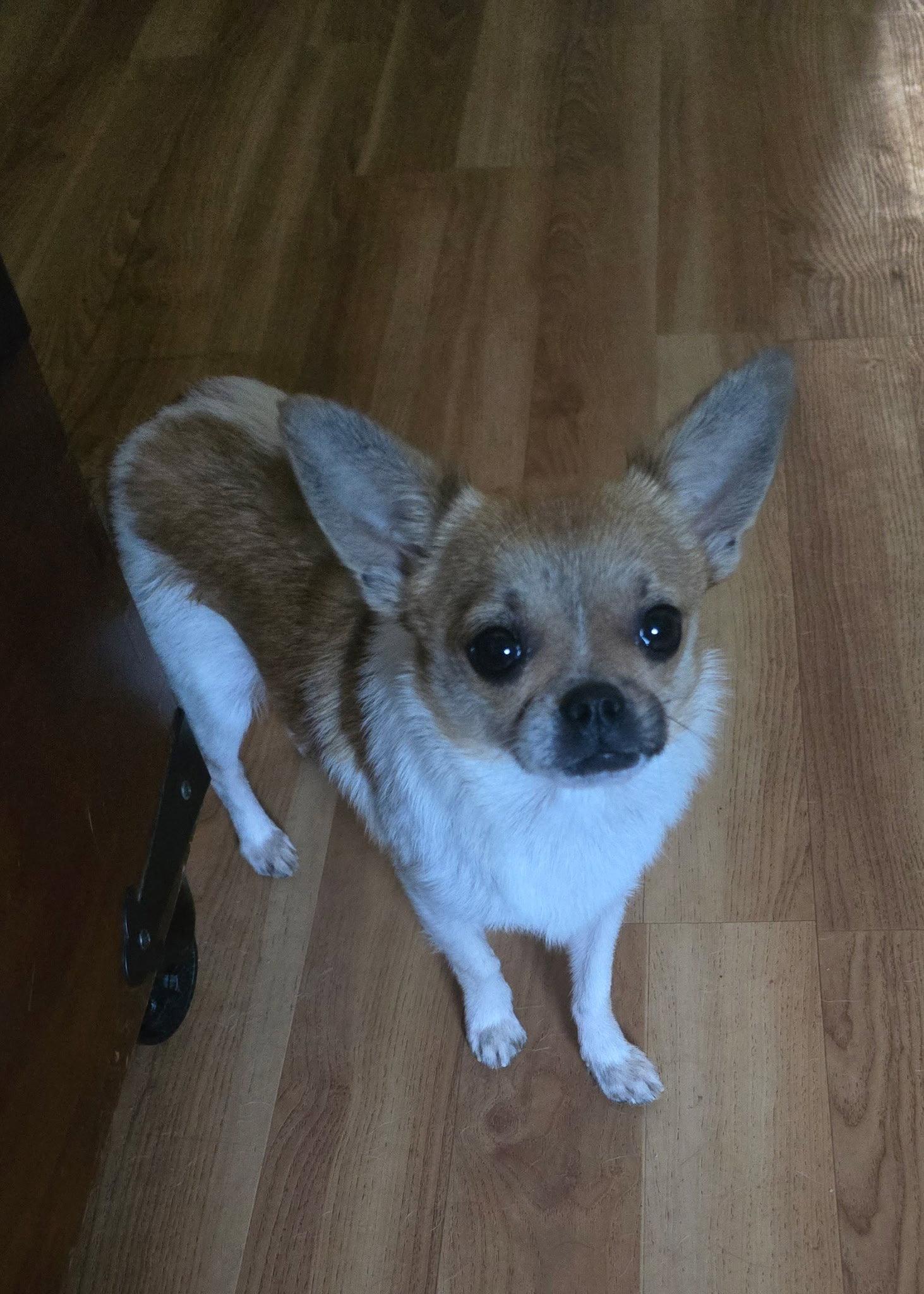 Elvis, Adoptable, Young Male Chihuahua.