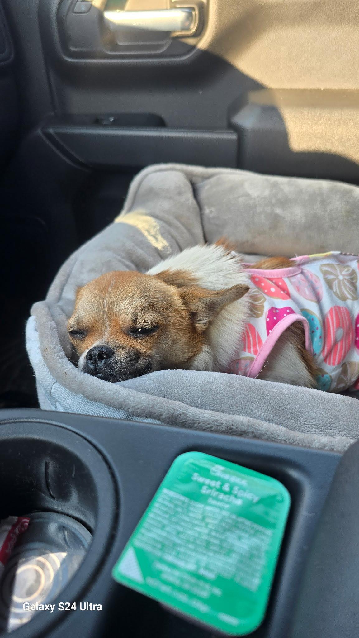 Enlarge Elvis, a Adoptable Chihuahua in Raleigh, NC image 2/2
