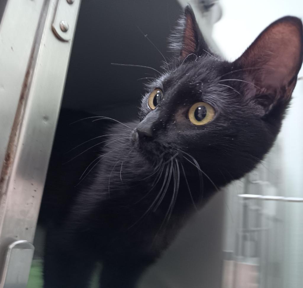 Ms. Swankie, Adoptable, Young Female Domestic Short Hair.