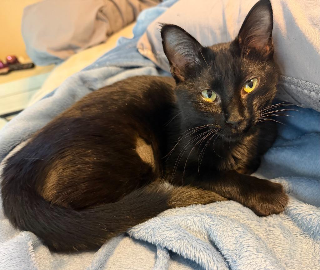 Ms. Swankie, a Adoptable mixed breed in New Braunfels, TX image 2/2