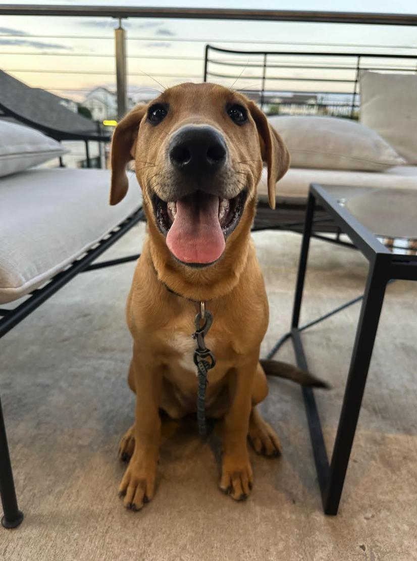 Nyla, Young Female Labrador Retriever