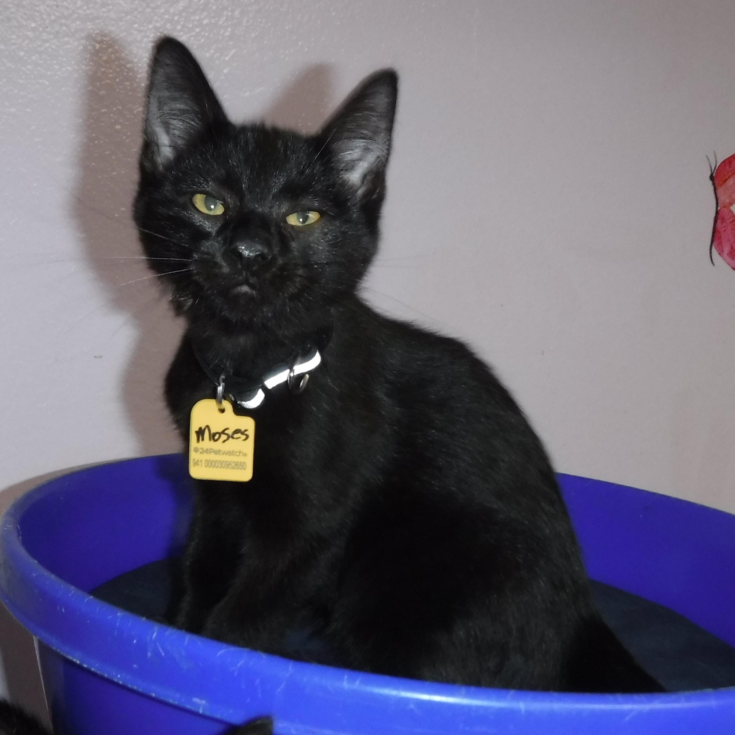 Moses  Great Personality thumbnail 2