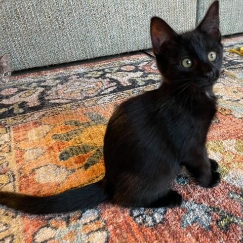 Moses  Great Personality photo 1