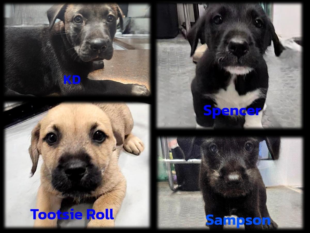 Puppypalooa Team Boy