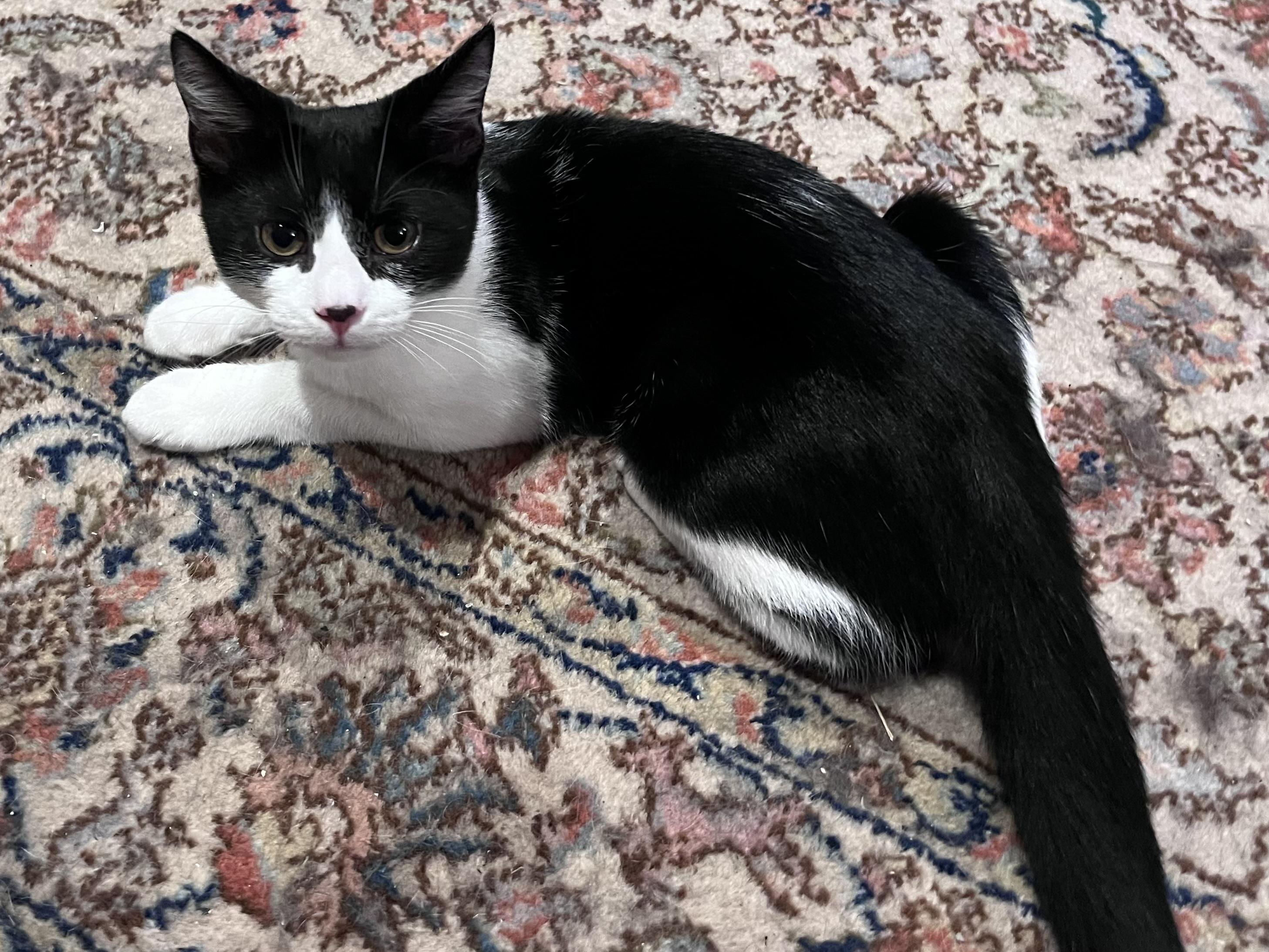 Enlarge Houdini, a Adoptable Domestic Short Hair in Stamford, CT image 1/2