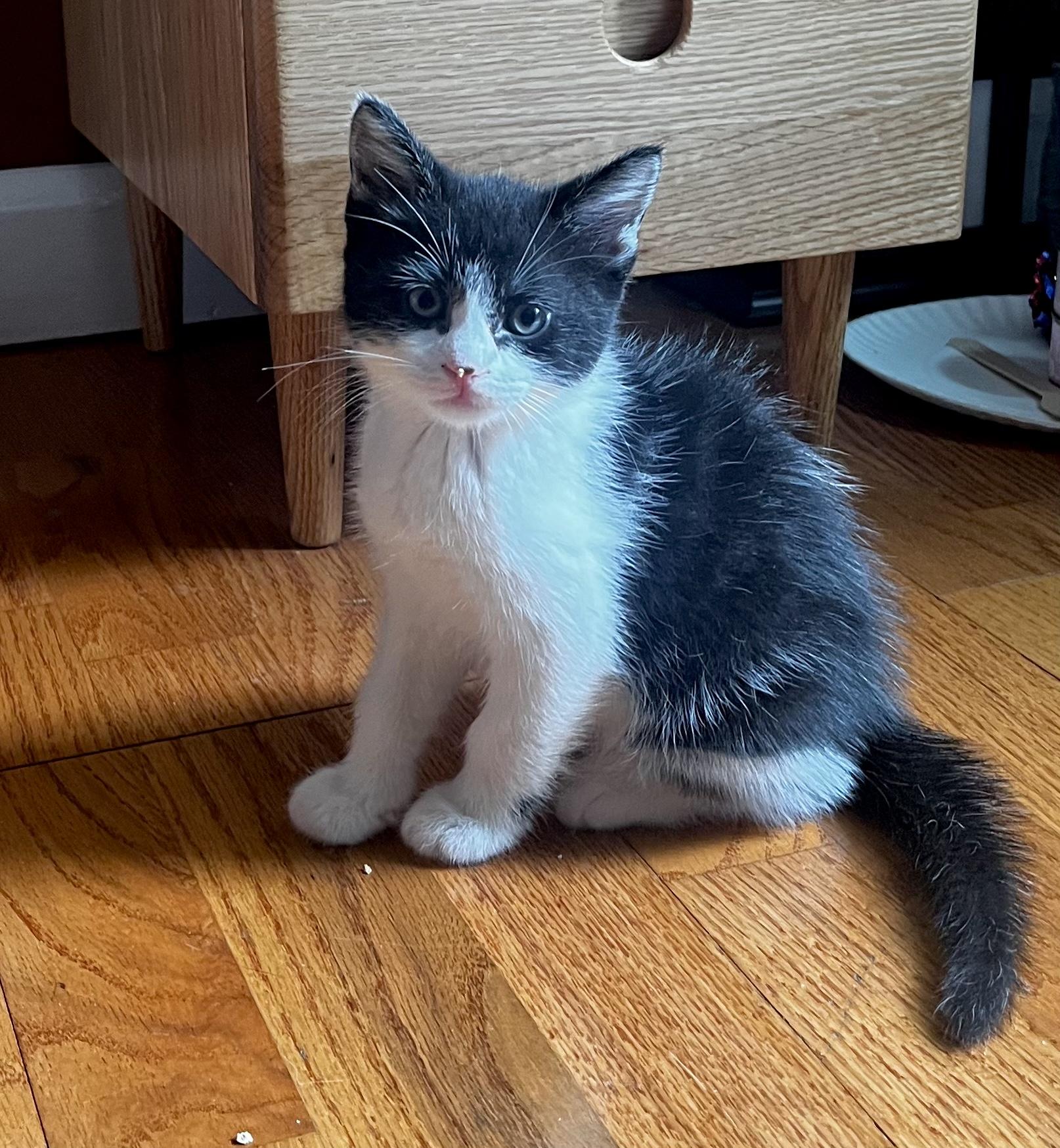 Houdini, ADOPTABLE, Kitten Male Domestic Short Hair.