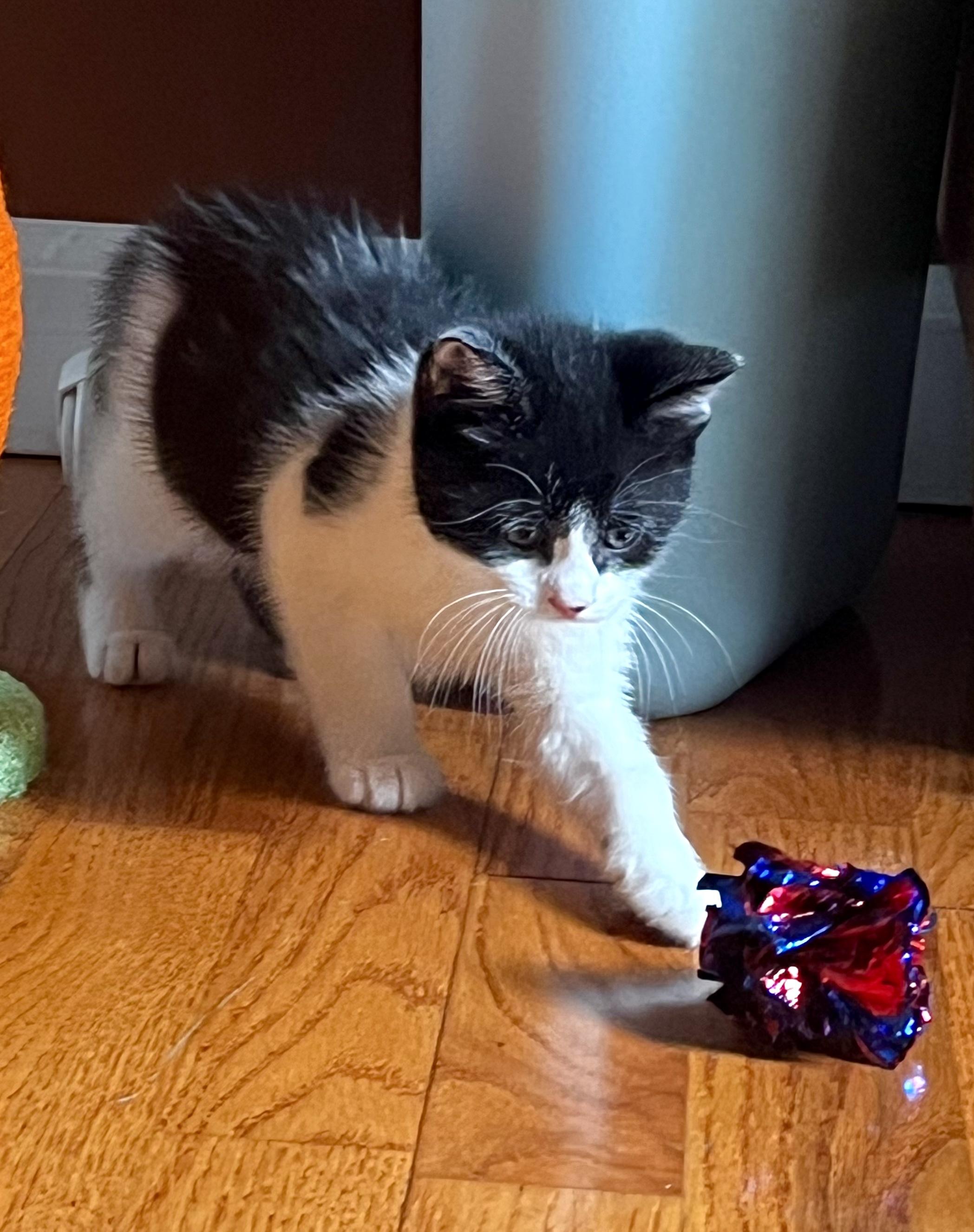 Houdini, a ADOPTABLE Domestic Short Hair in Stamford, CT image 2/2