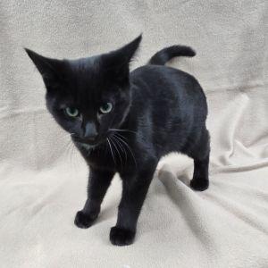 Enlarge Wizard, a Adoptable Domestic Short Hair in Bucyrus, OH image 3/3