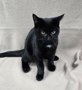 Wizard, Adoptable, Young Male Domestic Short Hair.