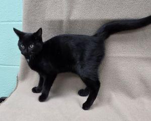 Enlarge Wizard, a Adoptable Domestic Short Hair in Bucyrus, OH image 2/3