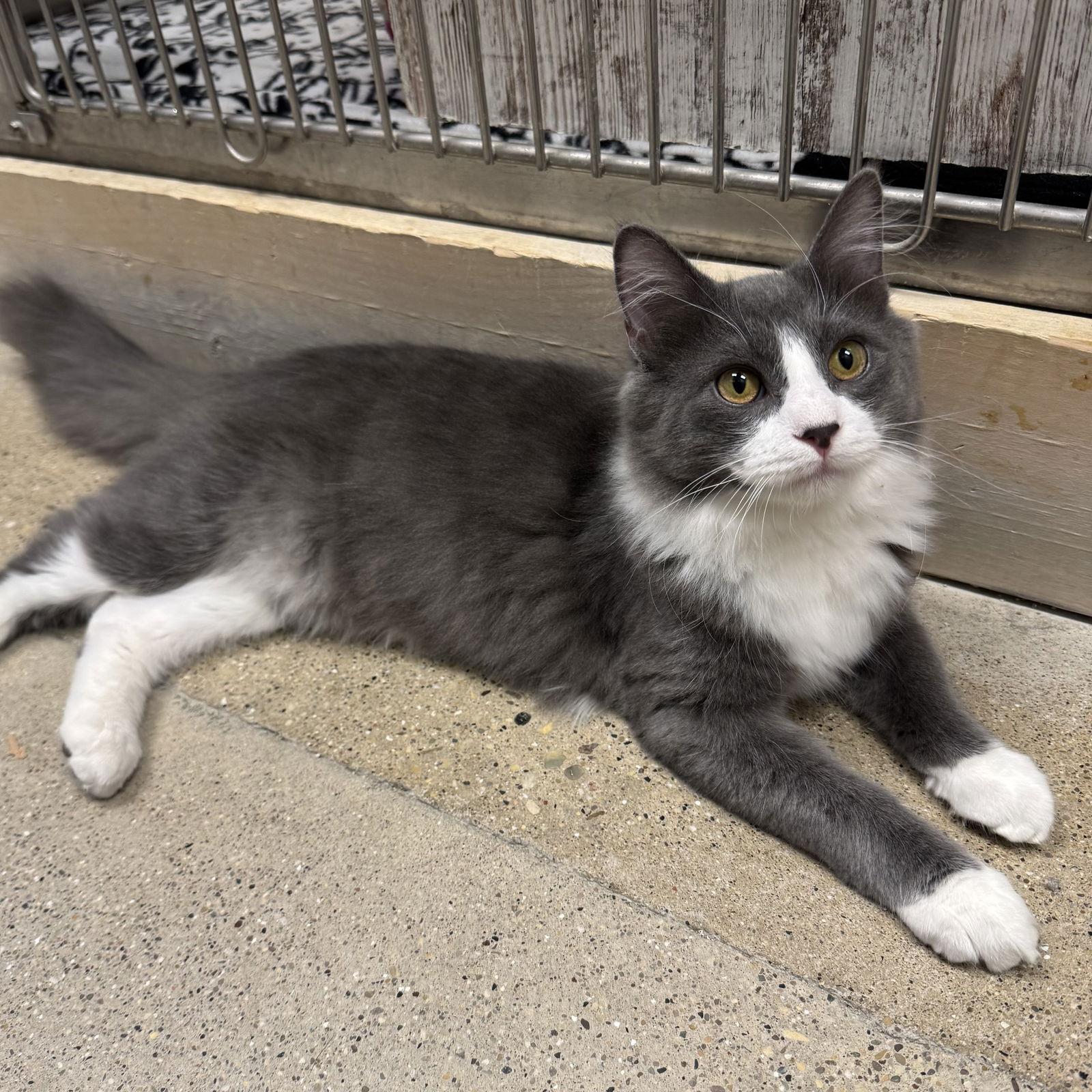 Moon, Adoptable, Young Male Domestic Medium Hair.