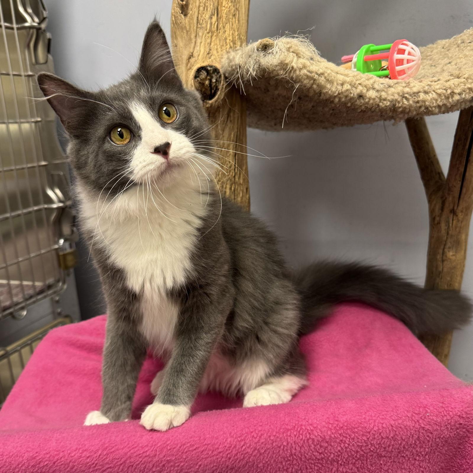 Enlarge Moon, a Adoptable Domestic Medium Hair in Hanover Park, IL image 3/3