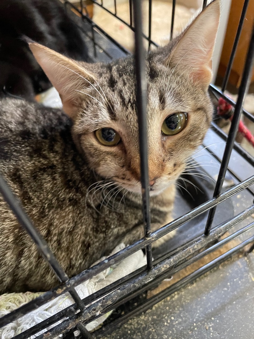 Acadian, an adoptable Tabby, American Shorthair in New Orleans, LA, 70175 | Photo Image 2