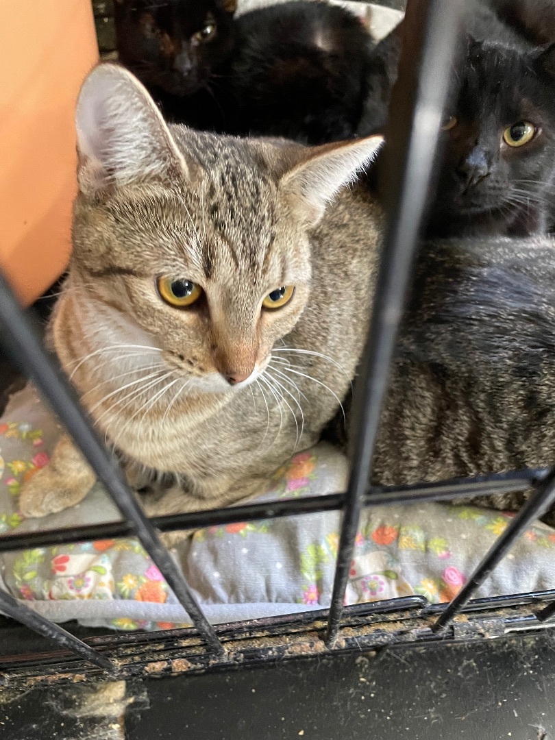 Acadian, an adoptable Tabby, American Shorthair in New Orleans, LA, 70175 | Photo Image 3