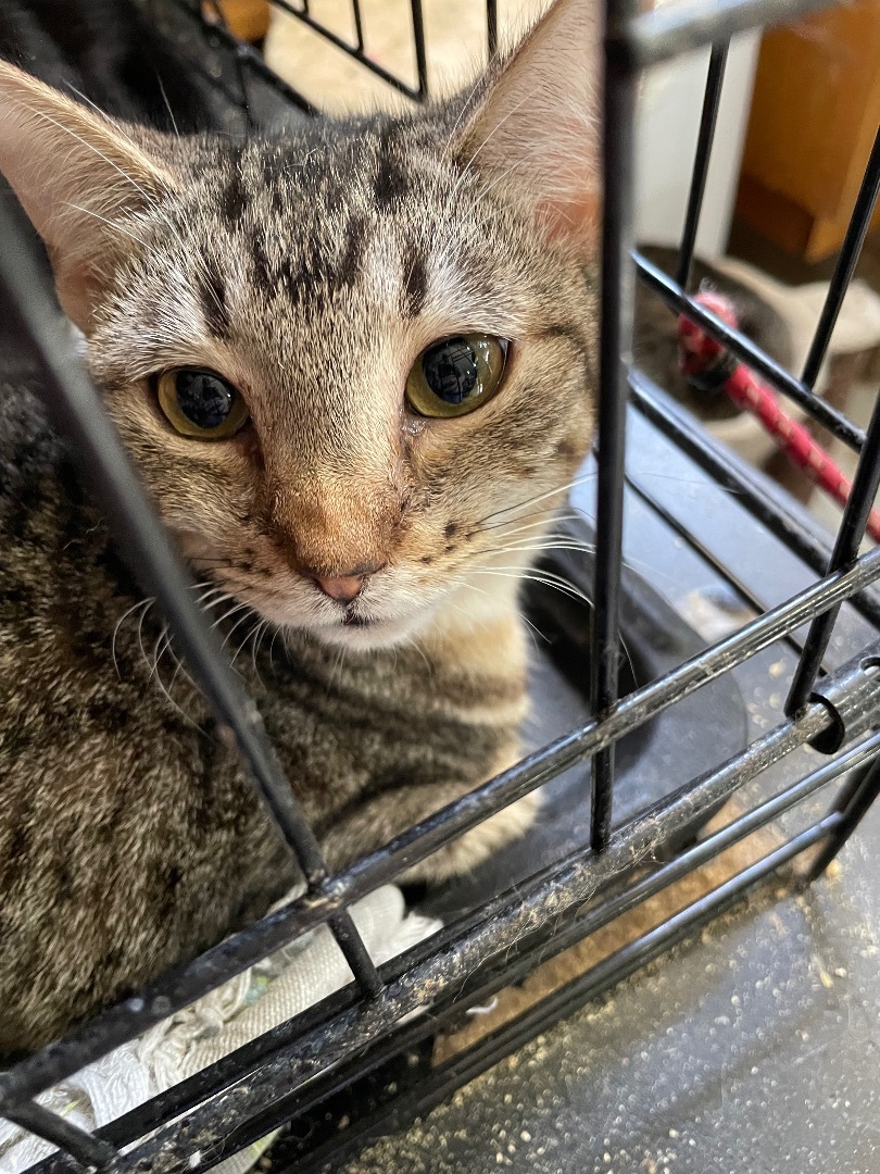 Enlarge Acadian, a Adoptable mixed breed in New Orleans, LA image 3/4