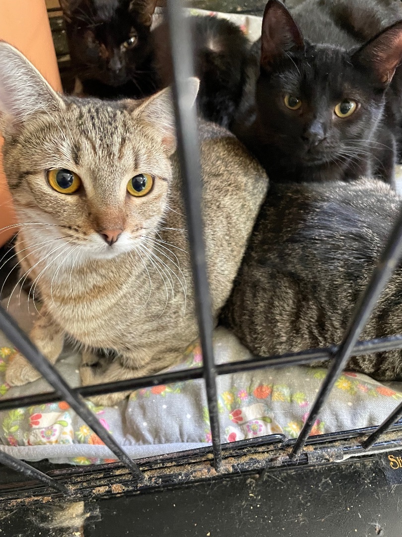 Enlarge Acadian, a Adoptable mixed breed in New Orleans, LA image 4/4