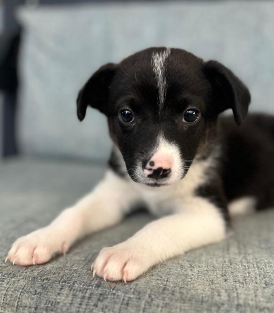 Luminara, Adoptable, Puppy Female Mixed Breed.