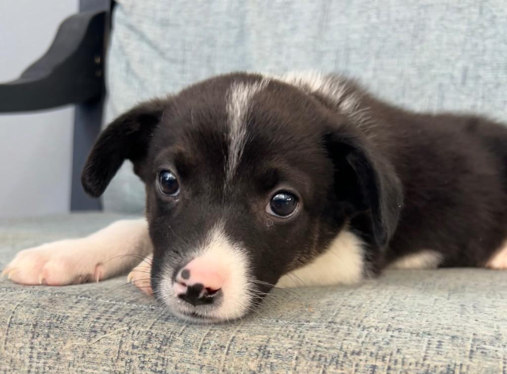 Enlarge Luminara, a Adoptable Mixed Breed in Cottonwood, AZ image 2/2