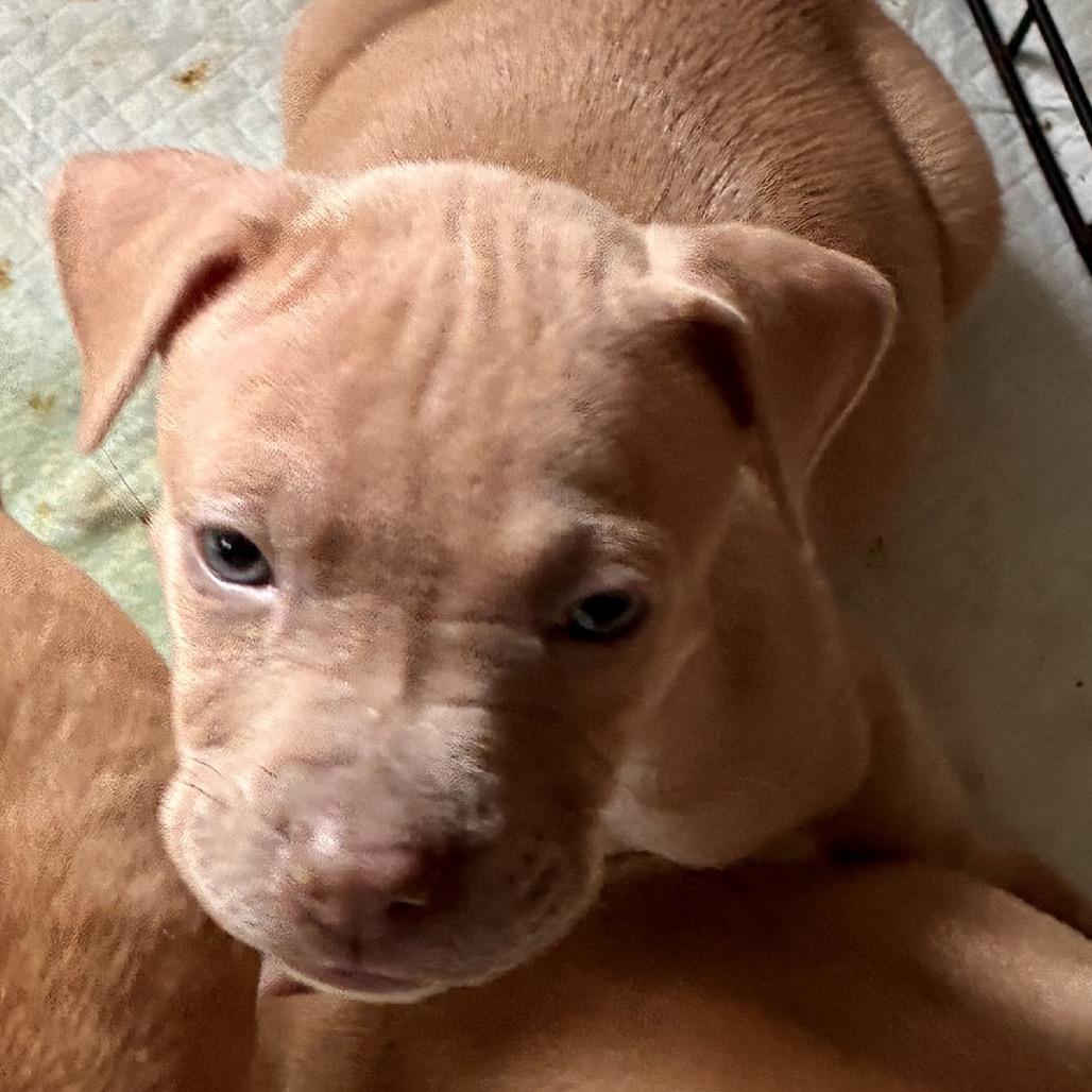 MARILYN, Adoptable, Puppy Female Pit Bull Terrier & Pit Bull Terrier.