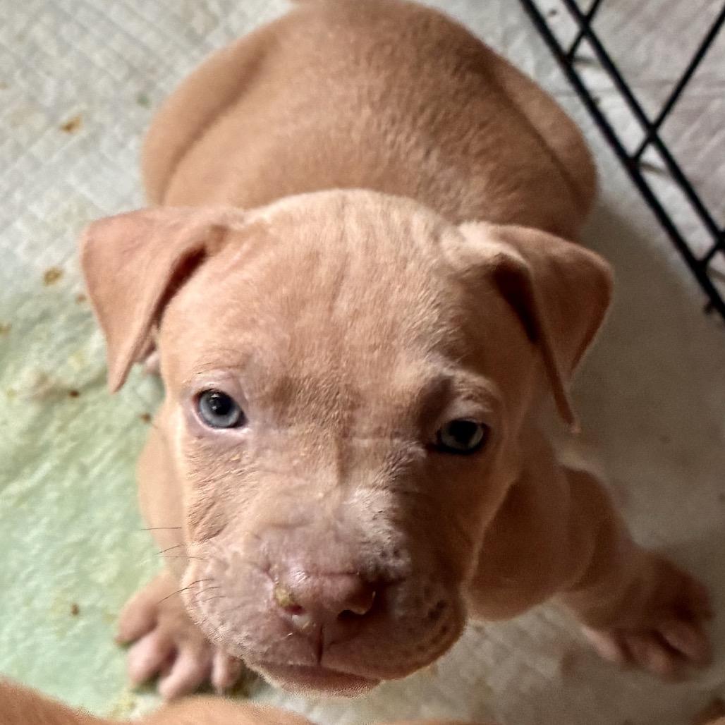 MARILYN, a Adoptable mixed breed in Cordova, TN image 2/6