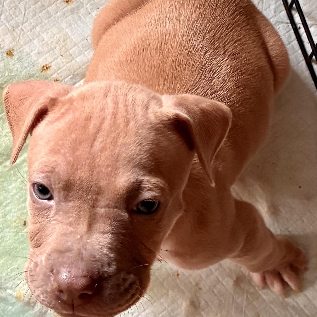 MARILYN, a Adoptable mixed breed in Cordova, TN image 3/6