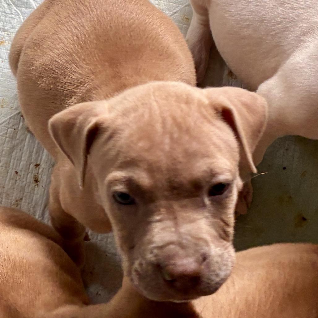 MARILYN, a Adoptable mixed breed in Cordova, TN image 5/6