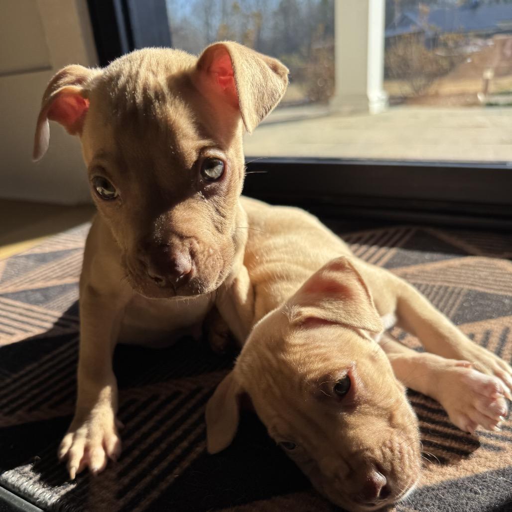 MARILYN, a Adoptable mixed breed in Cordova, TN image 6/6