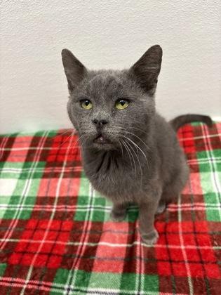 Casper — thumbnail 3