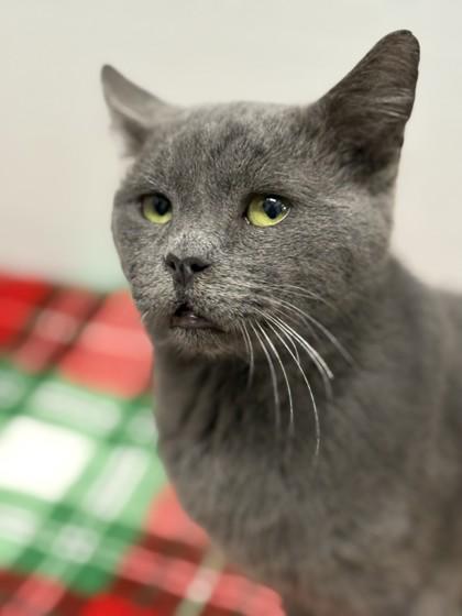 Casper — thumbnail 4