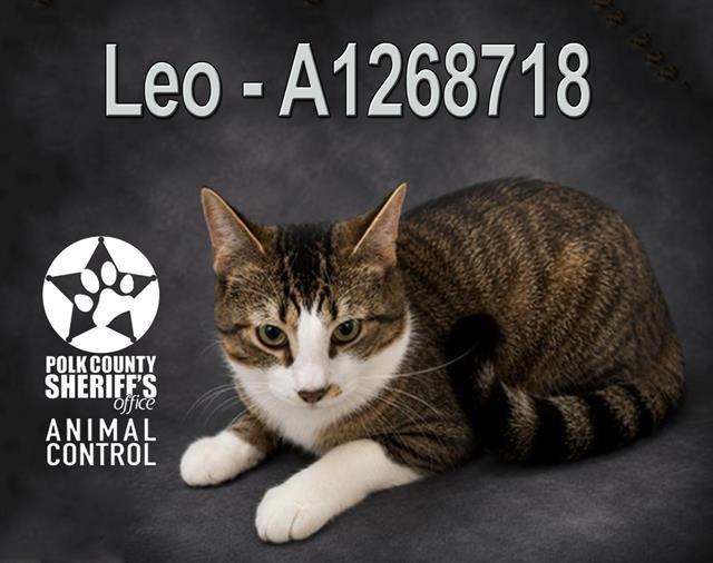 Enlarge LEO, a Adoptable Domestic Short Hair in Winter Haven, FL image 1/1