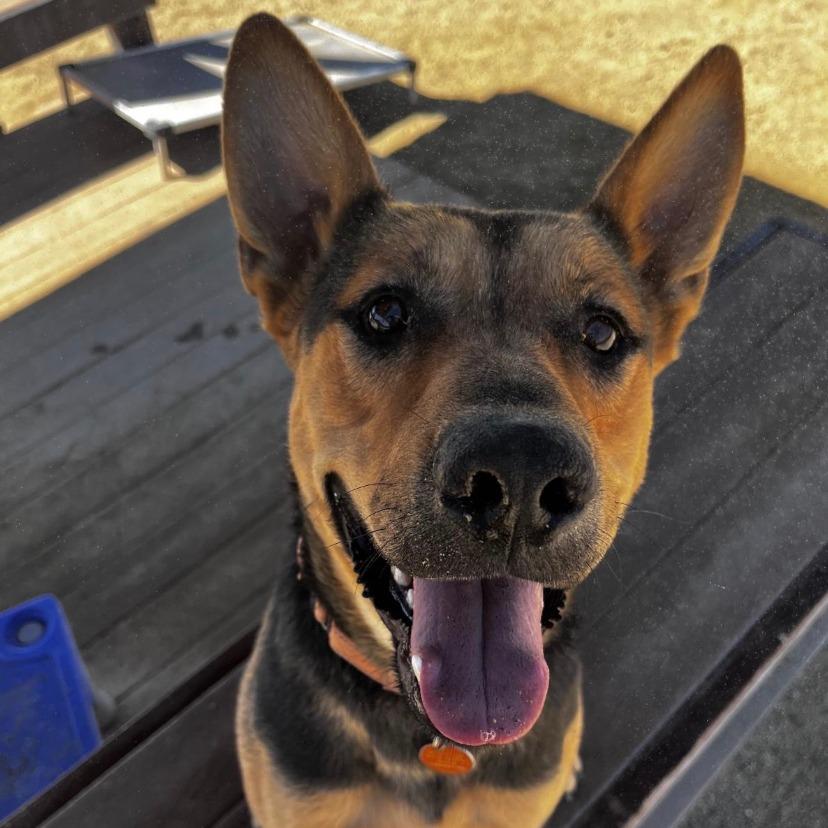 Lucky, Adoptable, Adult Male German Shepherd Dog & Cattle Dog.