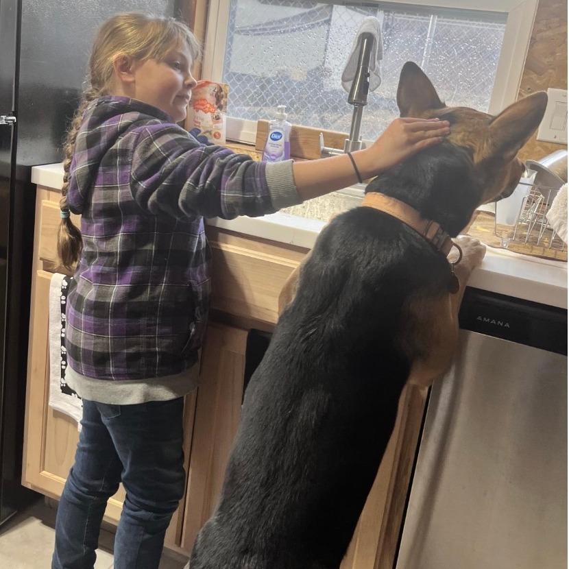 Enlarge Lucky, a Adoptable mixed breed in Stagecoach, NV image 3/5