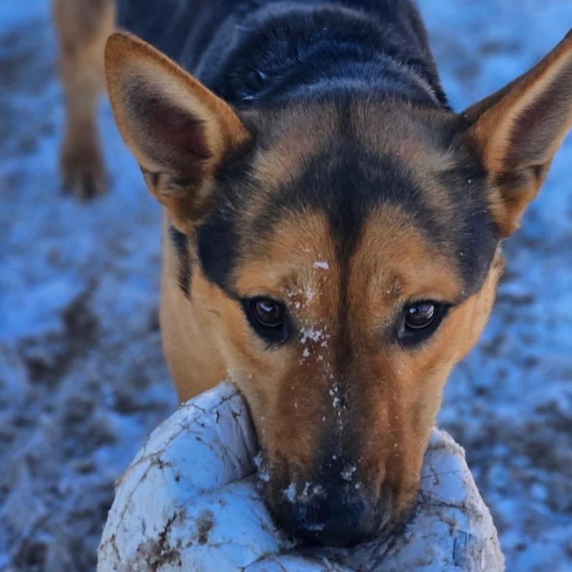 Enlarge Lucky, a Adoptable mixed breed in Stagecoach, NV image 4/5