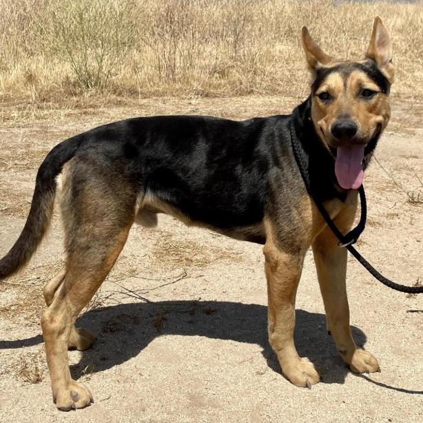 Enlarge Lucky, a Adoptable mixed breed in Stagecoach, NV image 5/5