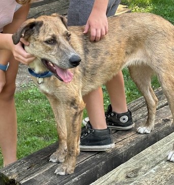 Lil Girl, a Adoptable mixed breed in Cicero, IN image 4/8