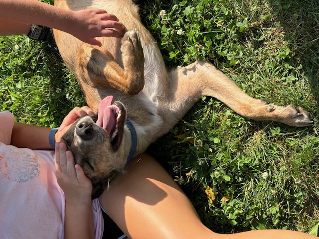 Lil Girl, a Adoptable mixed breed in Cicero, IN image 6/8