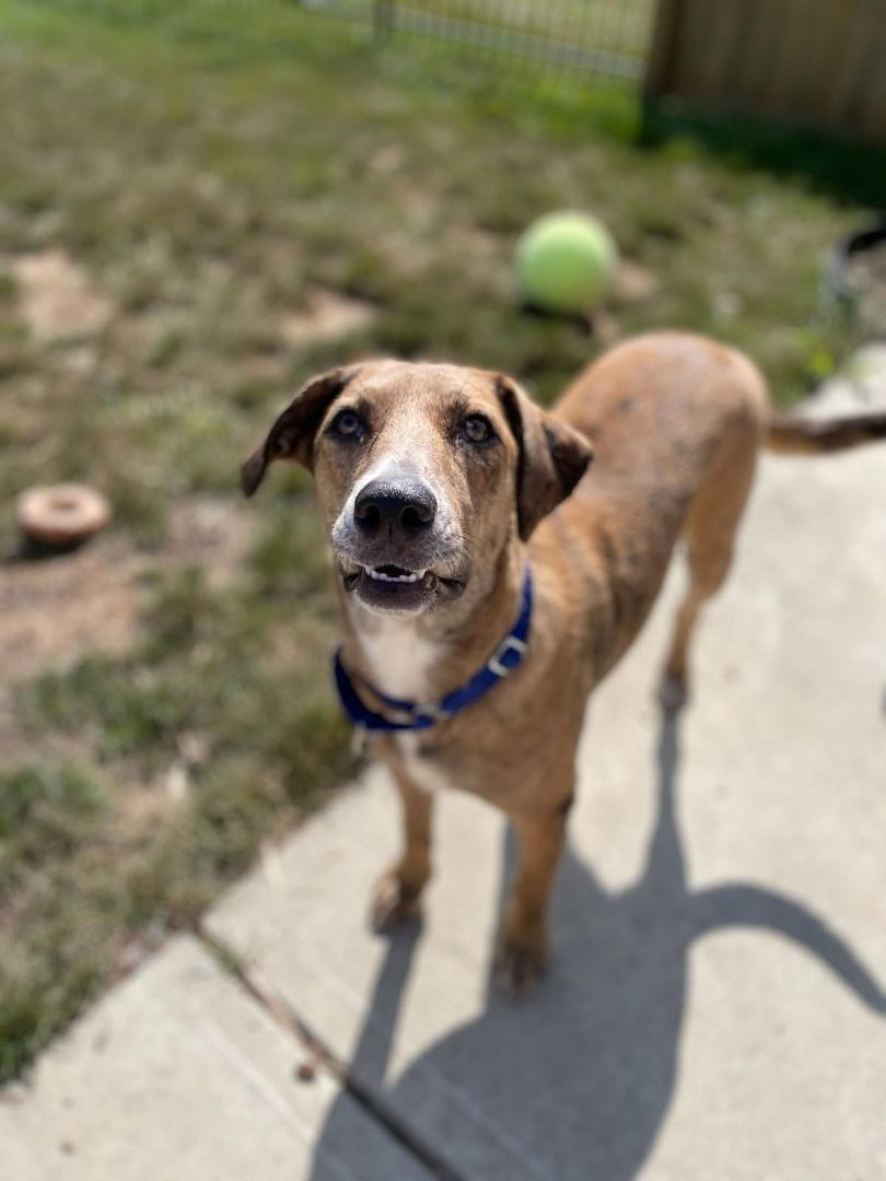 Lil Girl, a Adoptable mixed breed in Cicero, IN image 5/8