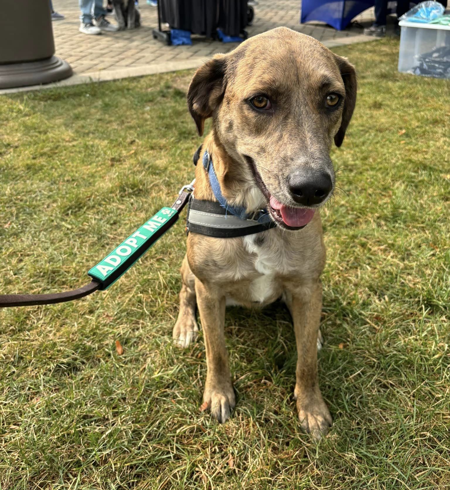 Lil Girl, a Adoptable mixed breed in Cicero, IN image 1/8