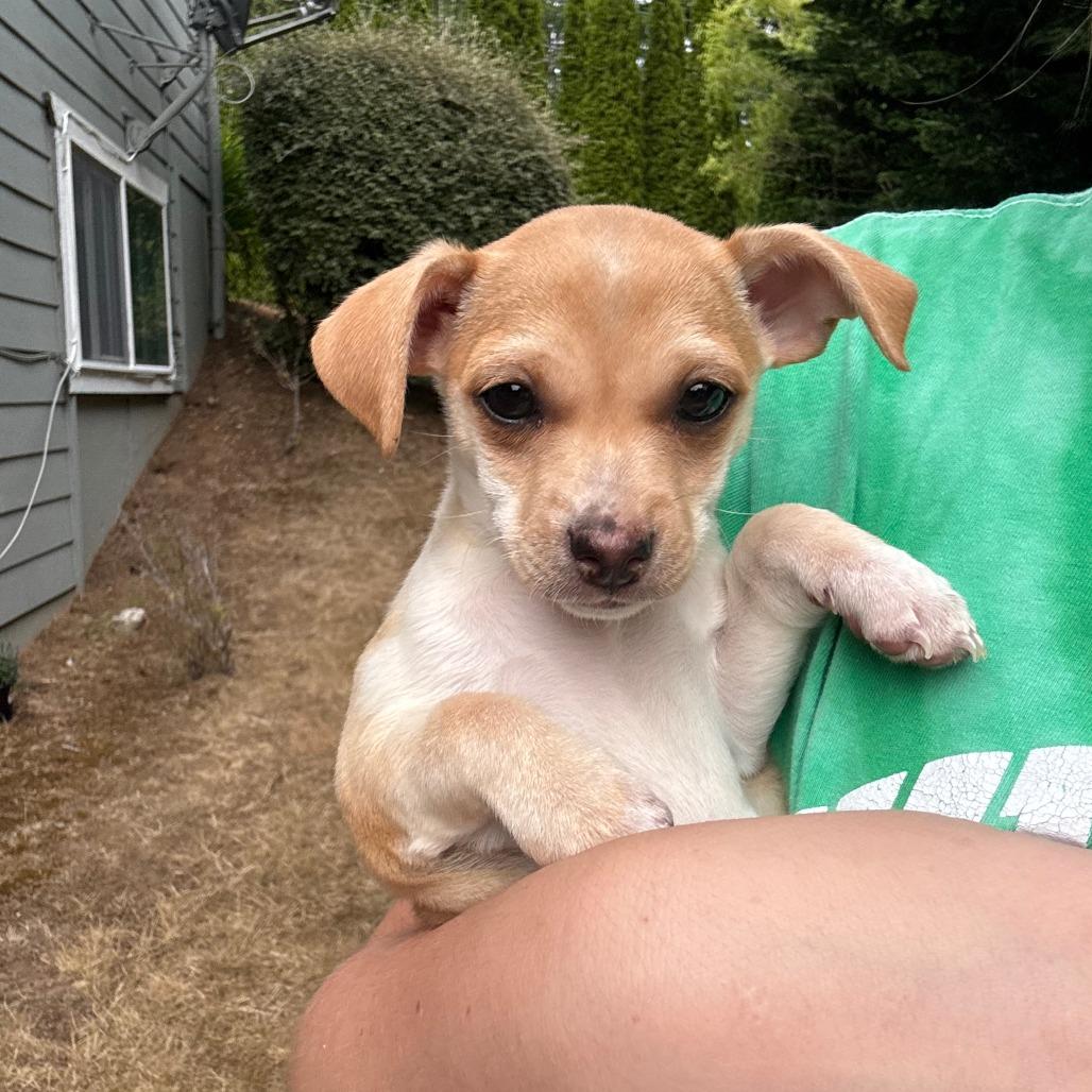 Chili Cheese, Adoptable, Puppy Female Chihuahua.