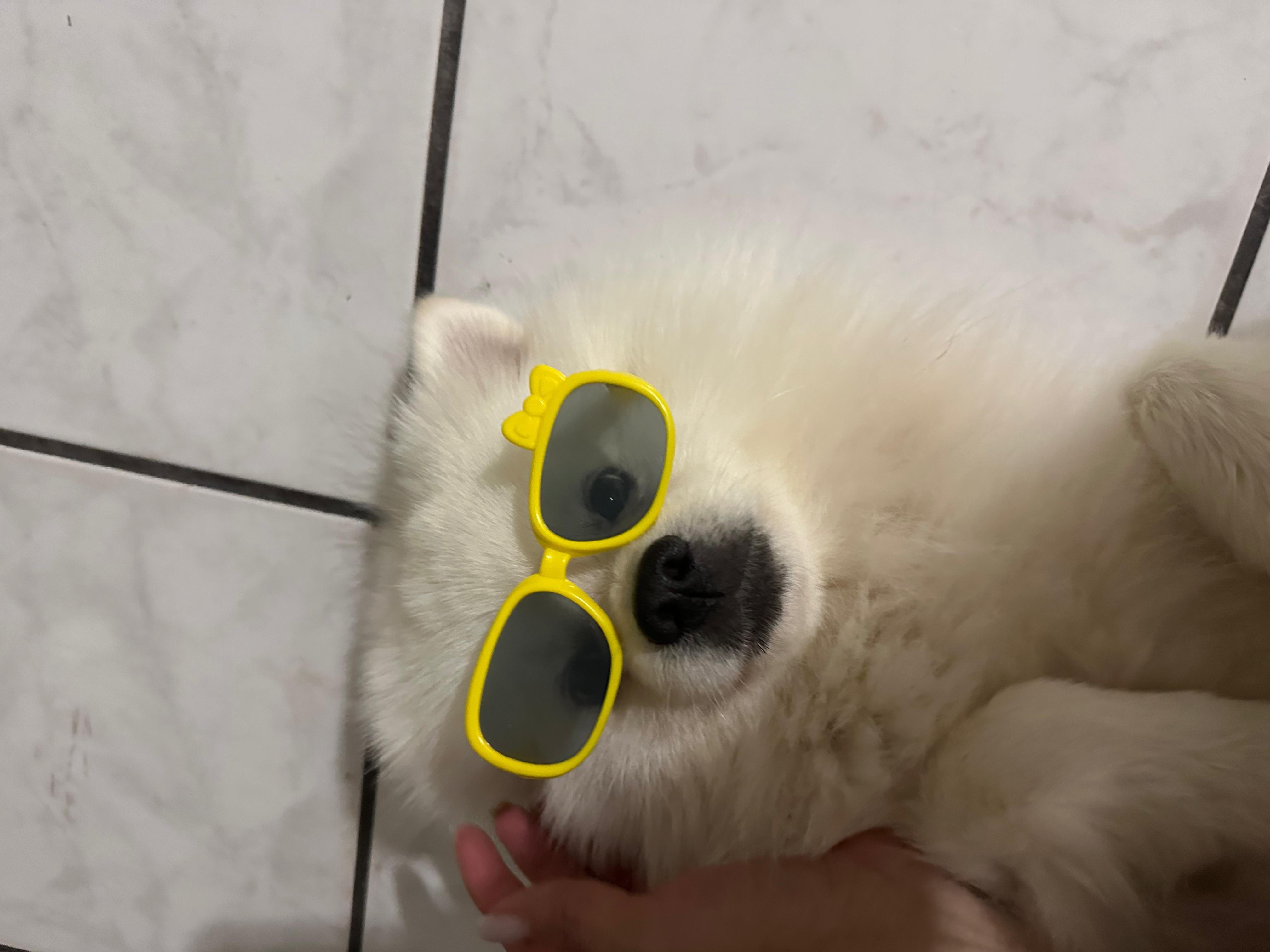 Coco, a Adoptable Pomeranian in North Miami, FL image 2/6