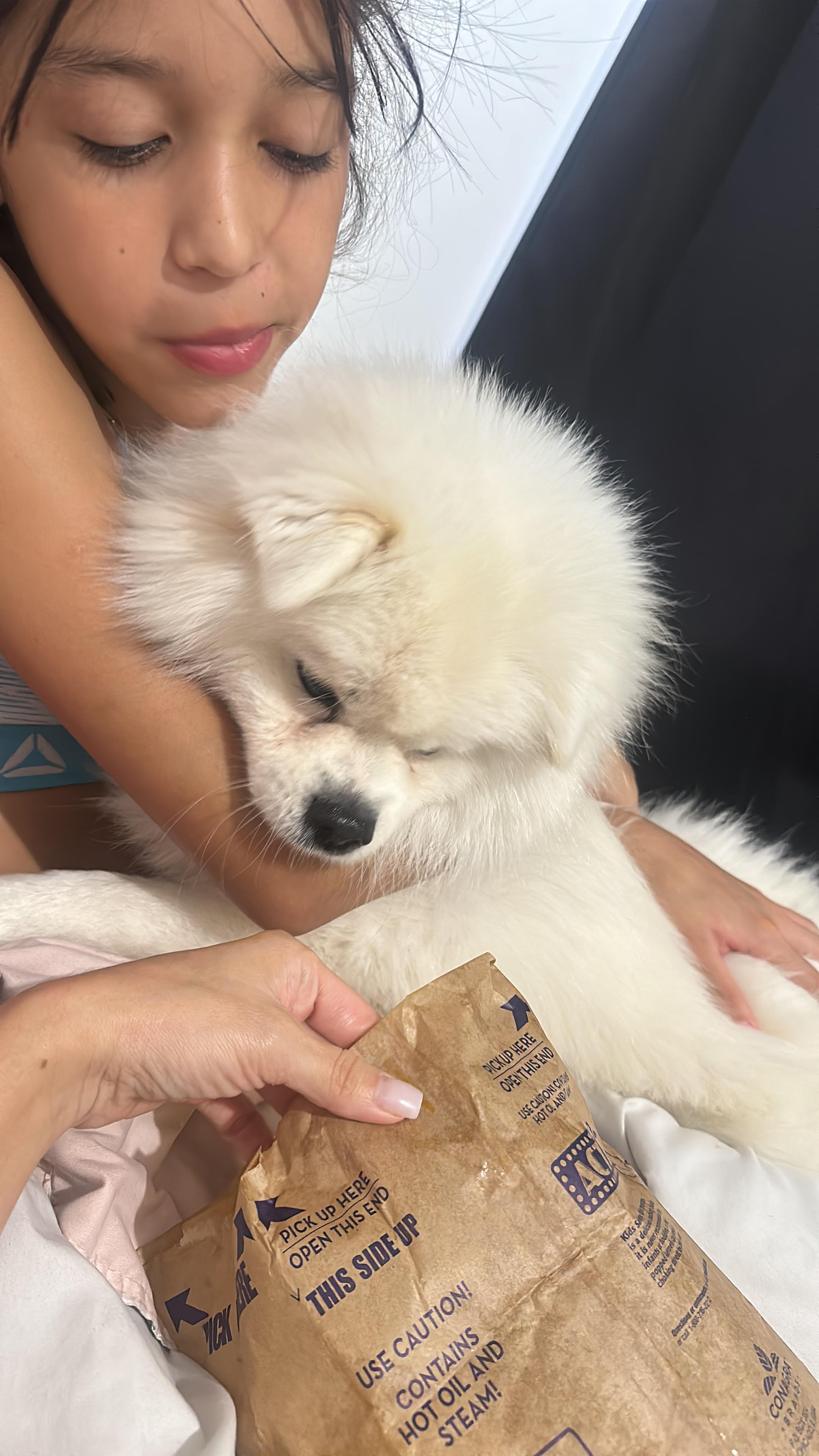 Coco, a Adoptable Pomeranian in North Miami, FL image 3/6