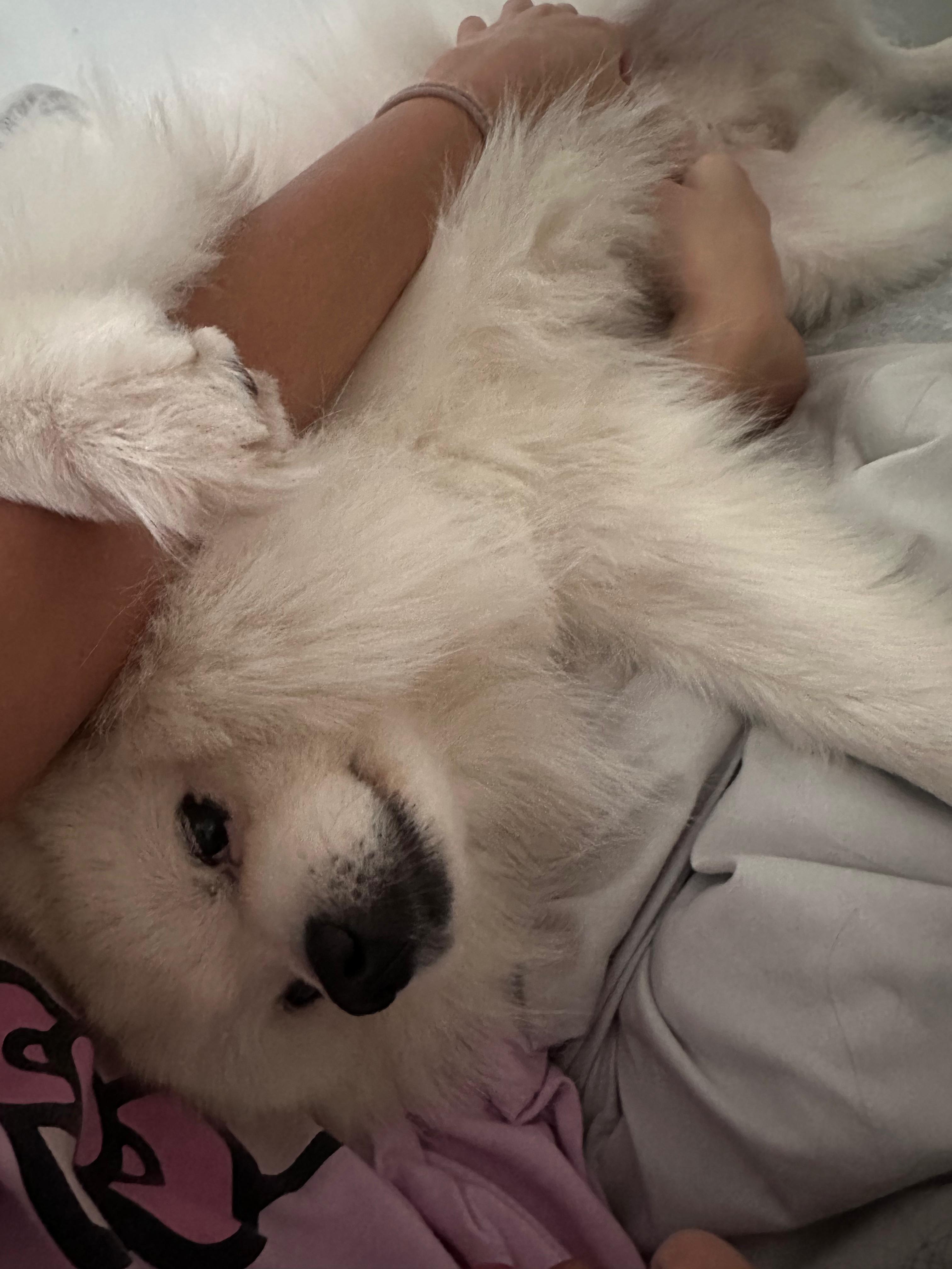 Coco, a Adoptable Pomeranian in North Miami, FL image 4/6