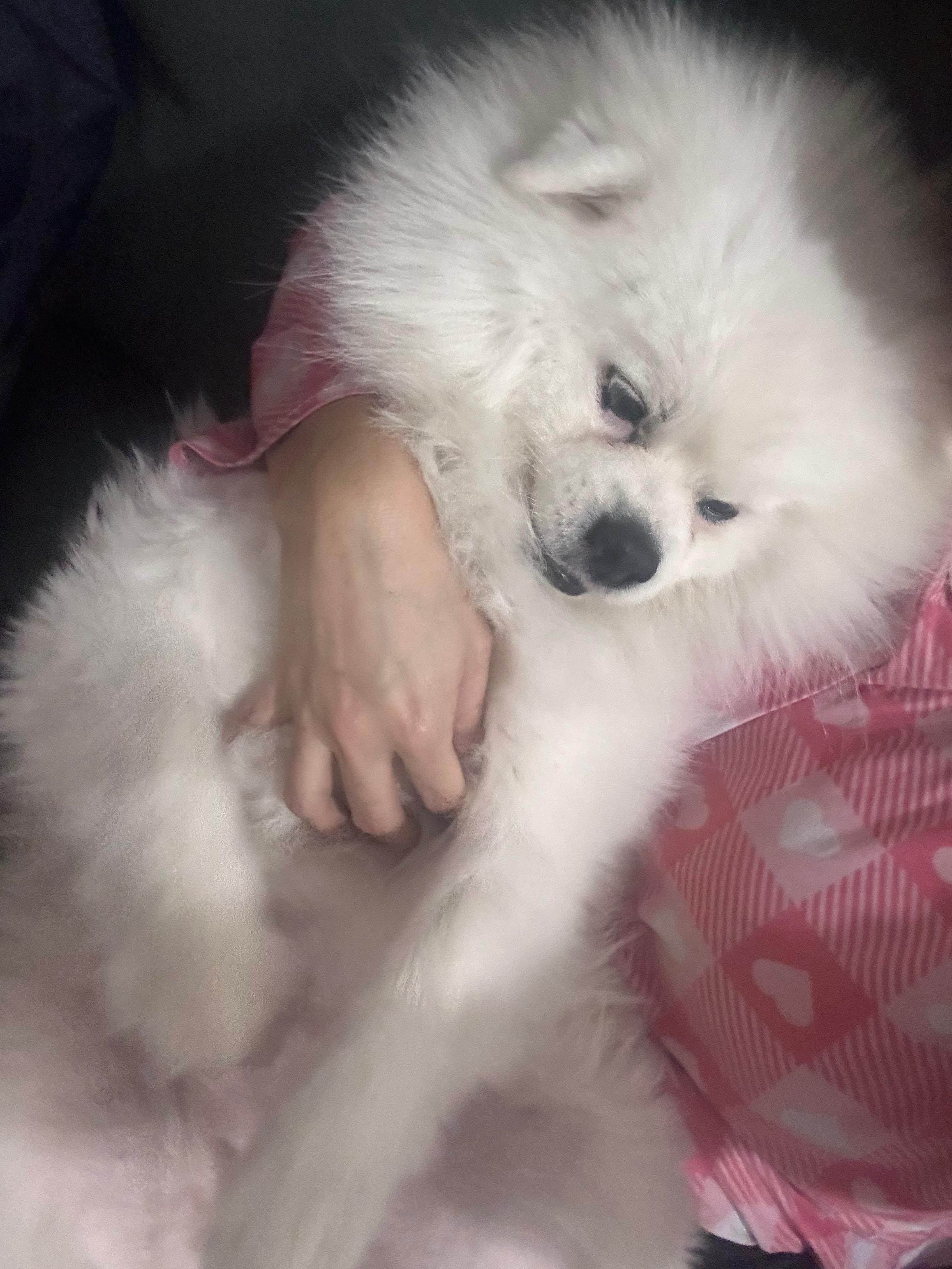 Coco, a Adoptable Pomeranian in North Miami, FL image 5/6