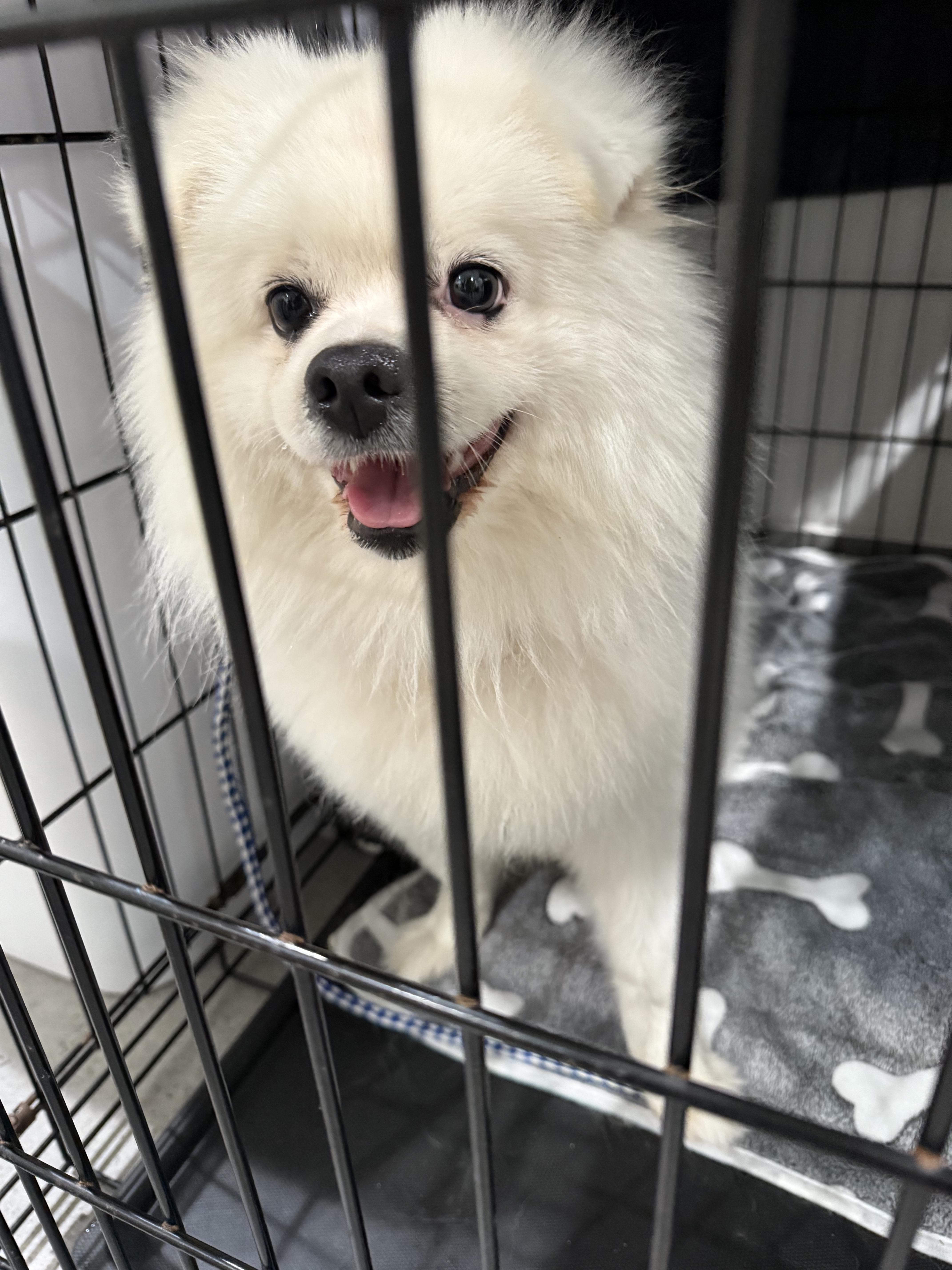 Coco, a Adoptable Pomeranian in North Miami, FL image 6/6