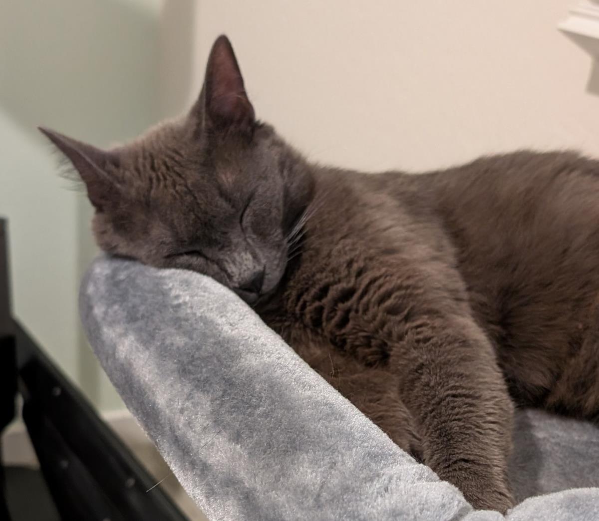 Misty Rene Perri, Adoptable, Adult Female Domestic Short Hair & Russian Blue.