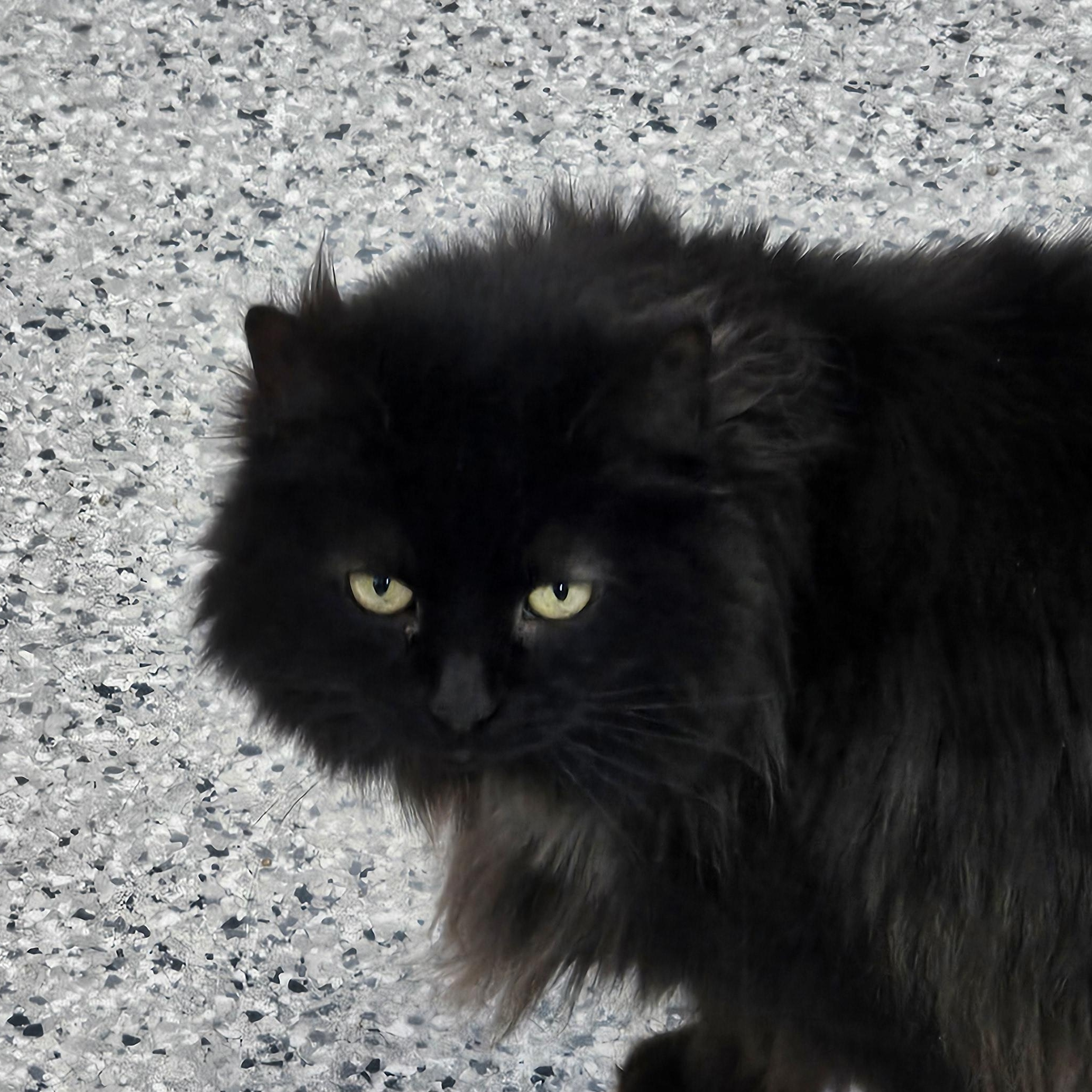 Enlarge Deborah, a Adopted Domestic Long Hair in Stockbridge, MI image 1/1
