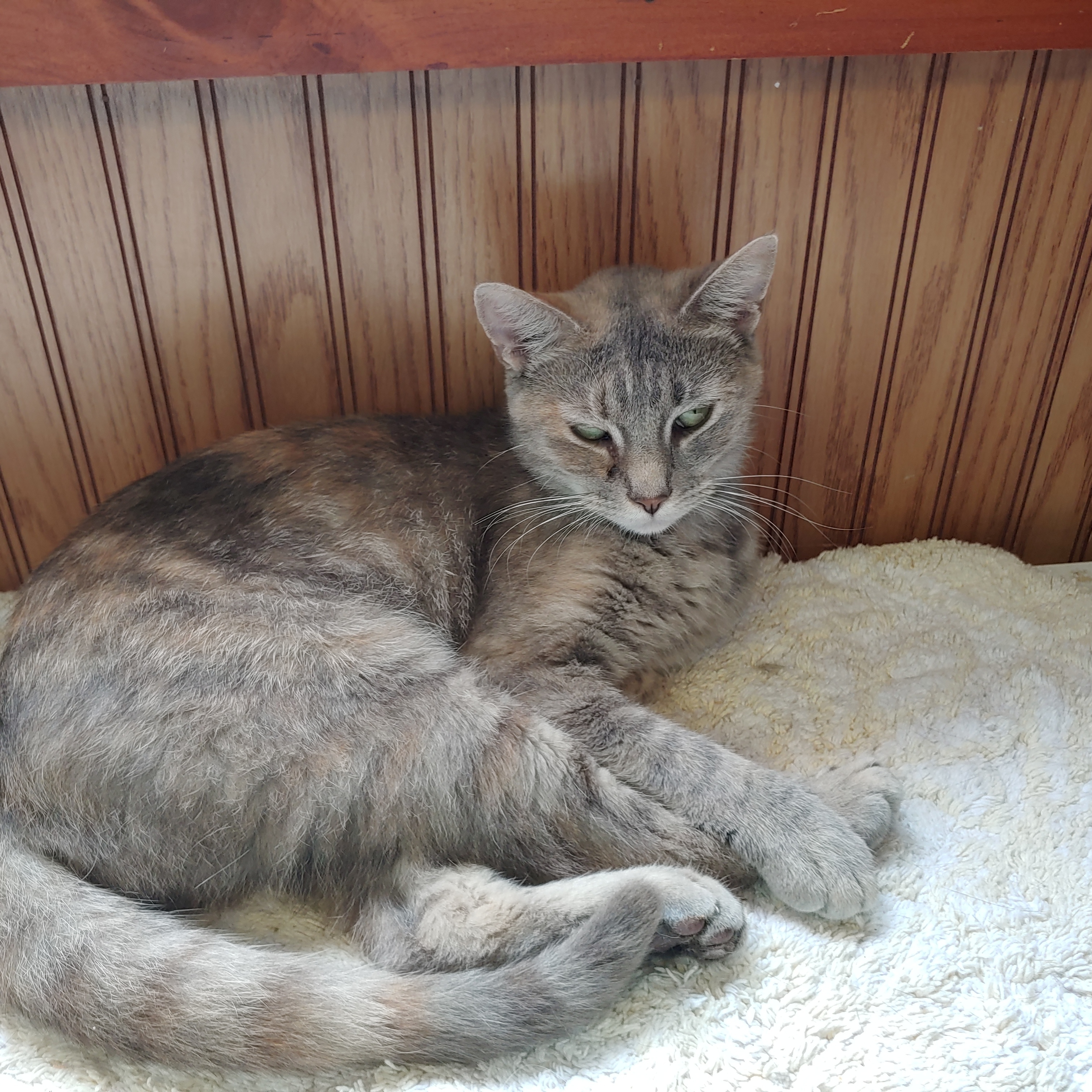 Snap Barn Cats, a Adoptable mixed breed in DeWitt, NY image 2/5