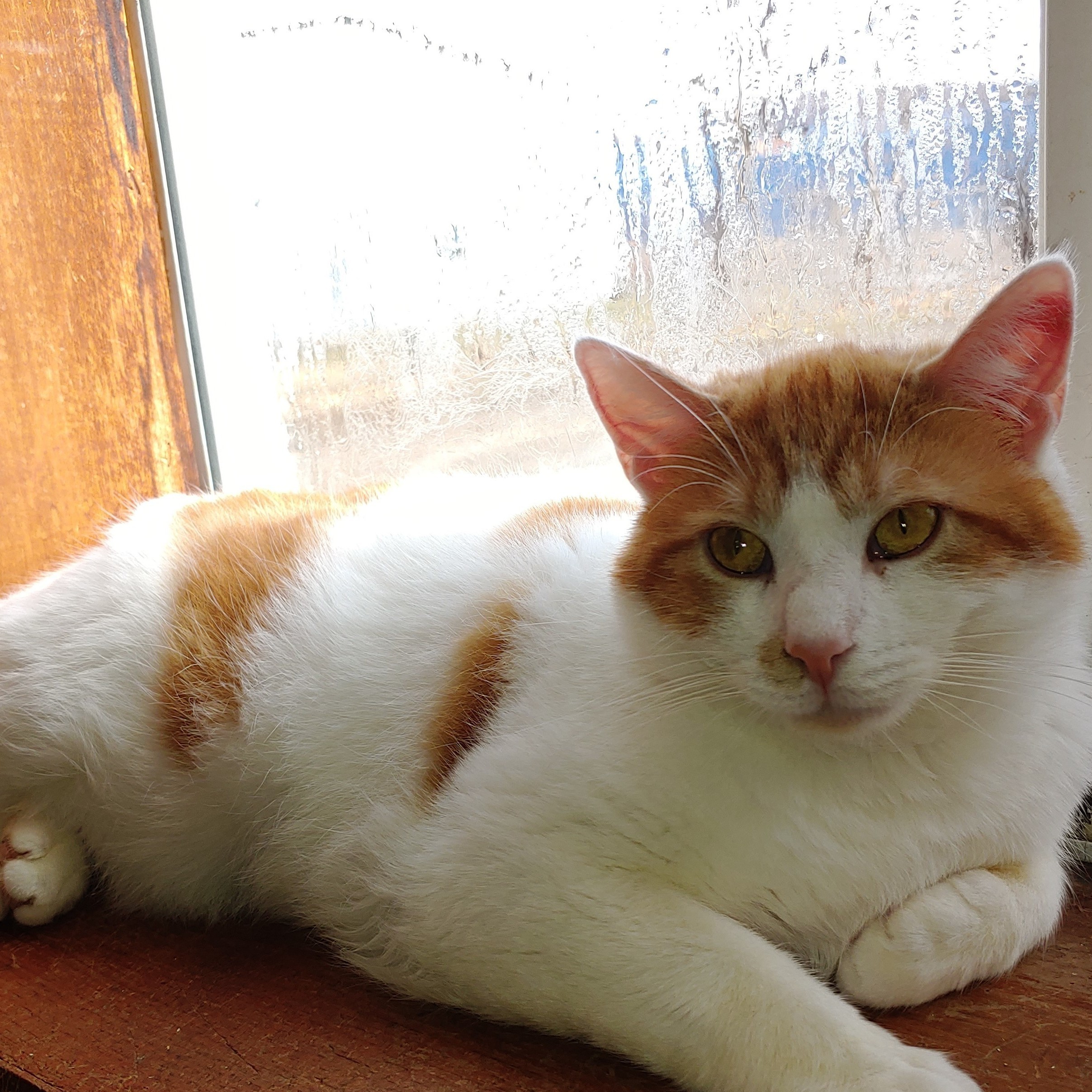 Snap Barn Cats, Adoptable, Adult Male Domestic Short Hair.