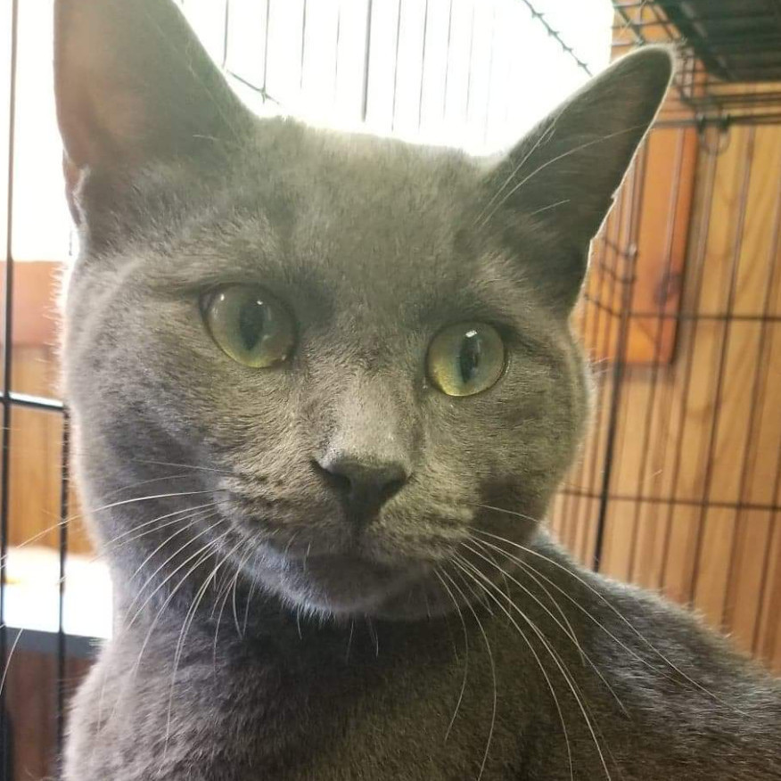 Snap Barn Cats, a Adoptable mixed breed in DeWitt, NY image 4/5
